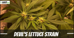 Devil's Lettuce